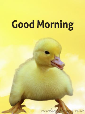 Good Morning Pic & Wallpapers HD